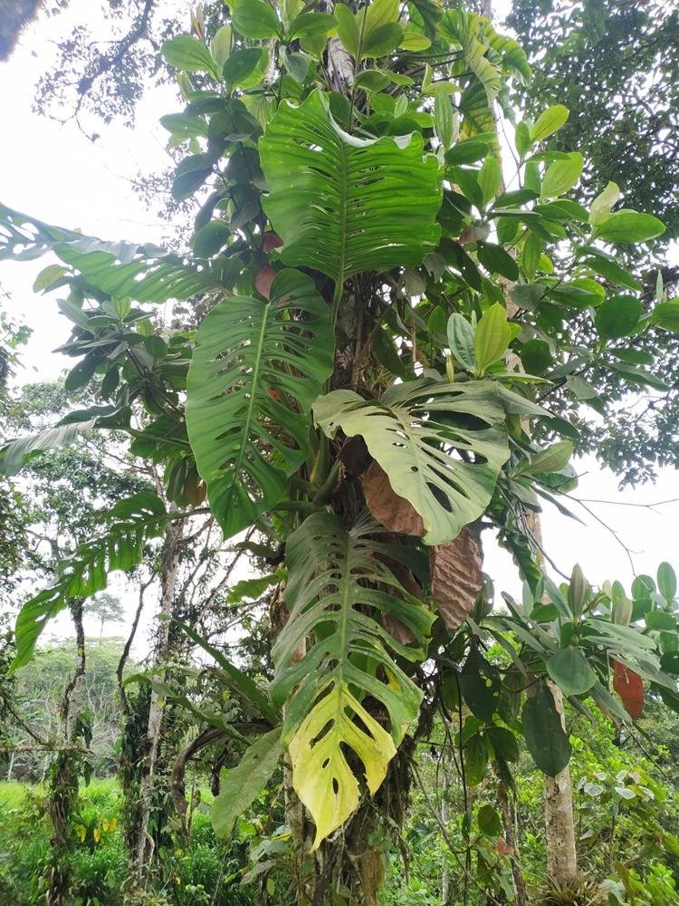 Mature Monstera lechleriana in the wild