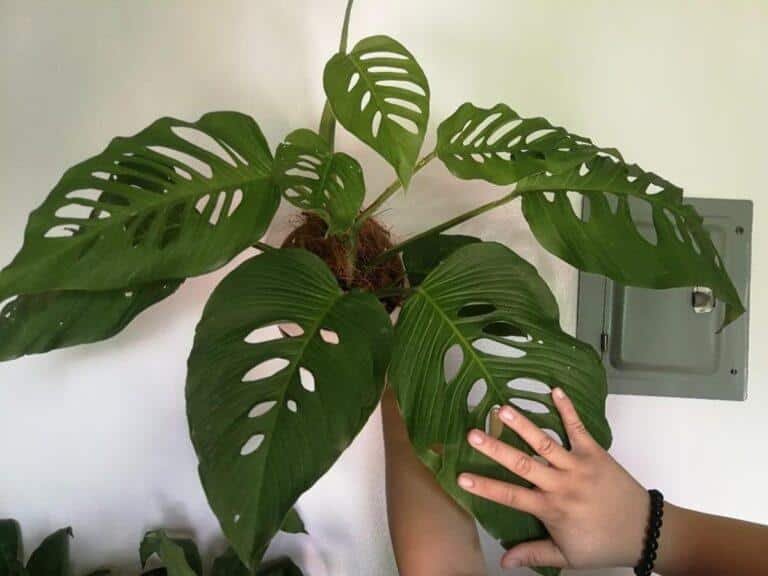 Monstera acuminata with mature leaves - Courtesy of Karousell