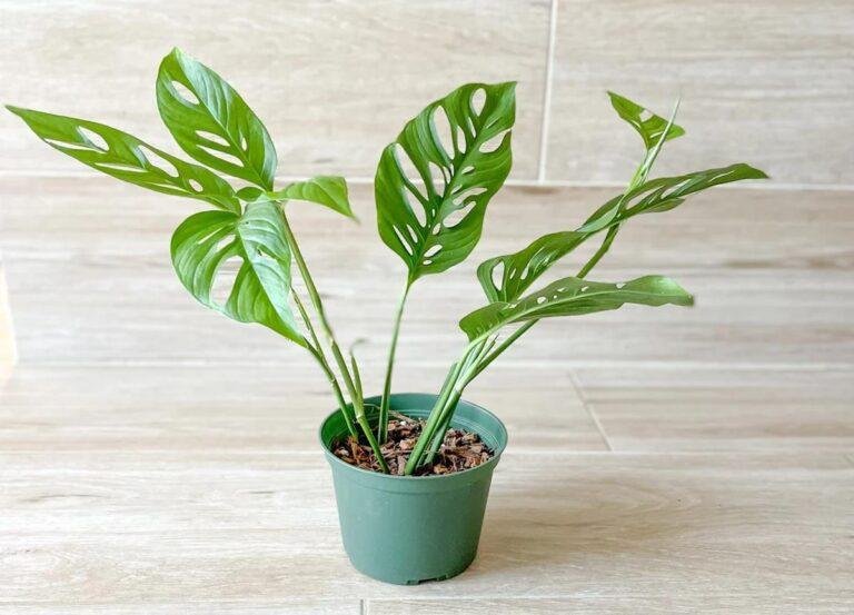 Monstera adansonii subsp. laniata plant for sale