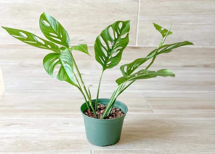 Monstera adansonii subsp. laniata plant