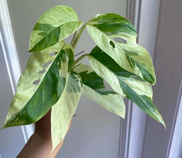 Variegated Monstera laniata