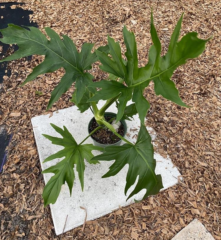 Philodendron warszewiczii green form (original)