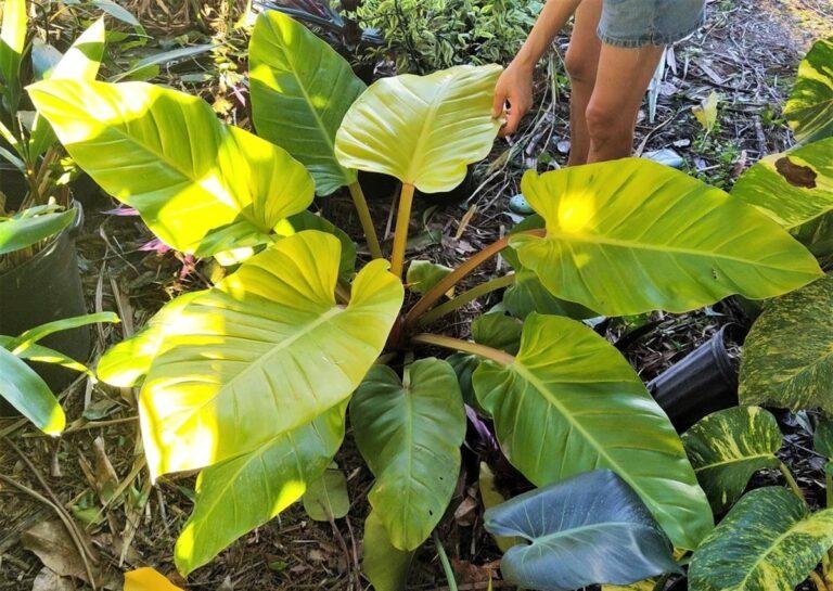 A Philodendron Golden Melinonii plant