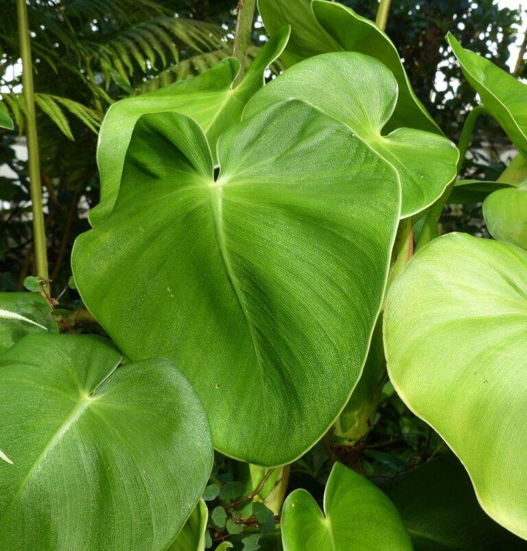 Mature Philodendron rugosum