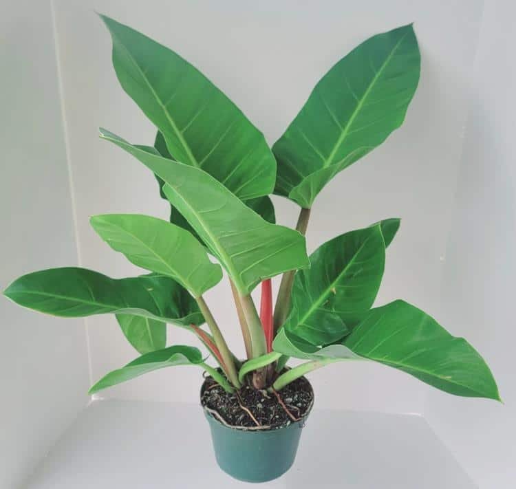 Philodendron Melinonii form