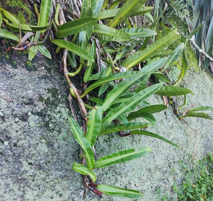 Philodendron crassinervium plant creeping over a rock. It has thick and swollen midrib and elongated oblong to lance-shaped leaves. Photo credit: Eric Fischer Rempe, Inaturalist.org, CC BY-NC 4.0