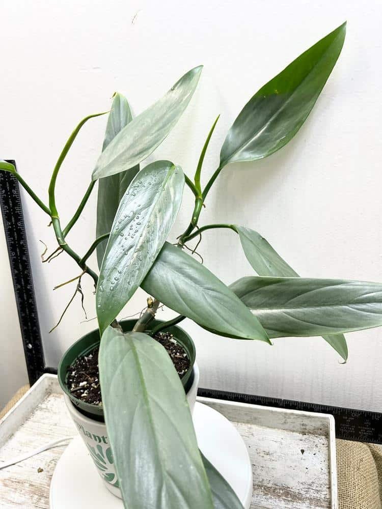 Philodendron hastatum (silver sword Philodendron) narrow leaf form