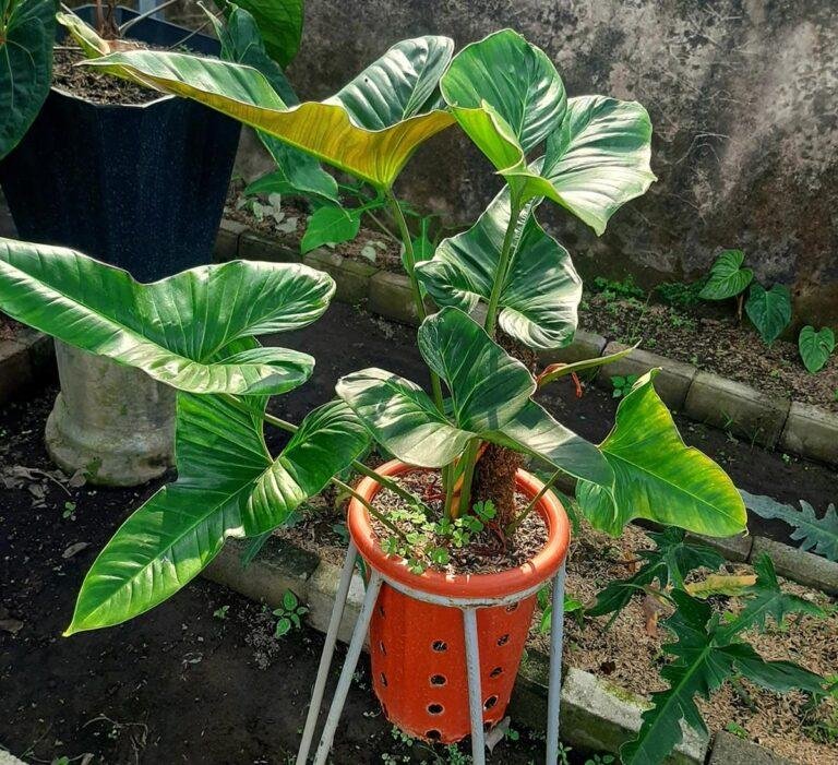 Philodendron lupinum with mature leaves