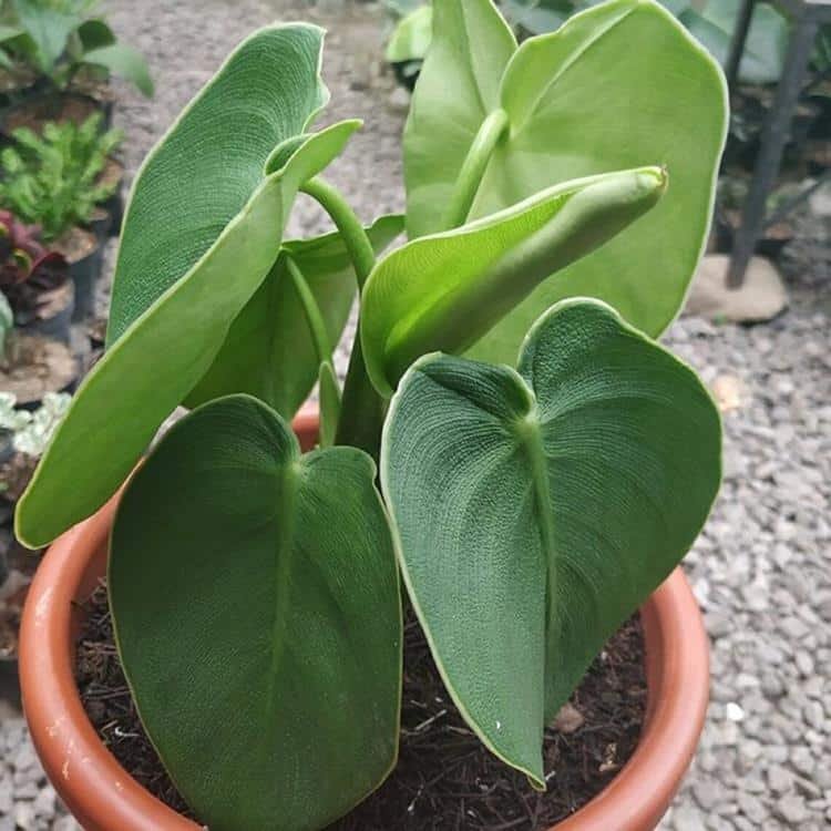 Philodendron rugosum plant care and for sale