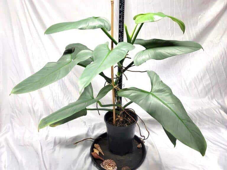 Subadult Philodendron hastatum or Silver sword Philodendron plant care