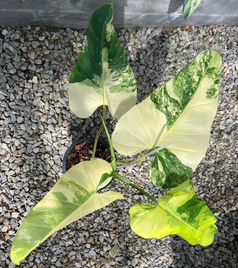 Variegated Philodendron domesticum plant for sale