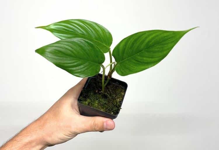 Young or juvenile Philodendron ernesti plant
