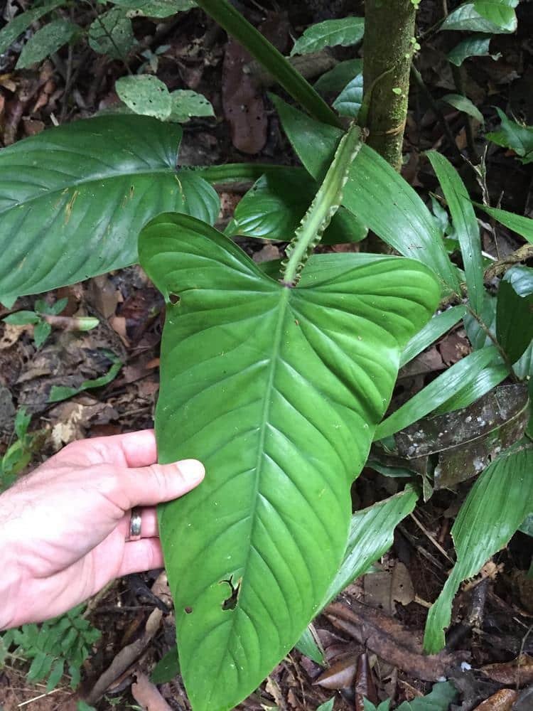 Mature Philodendron ernestii plant. Photo credit: © Zach DuFran, Inaturalist.org, CC BY-NC 4.0.