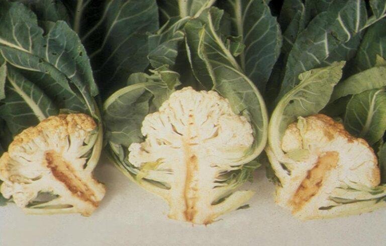 Boron deficiency in plants - cabbage with hollow stems