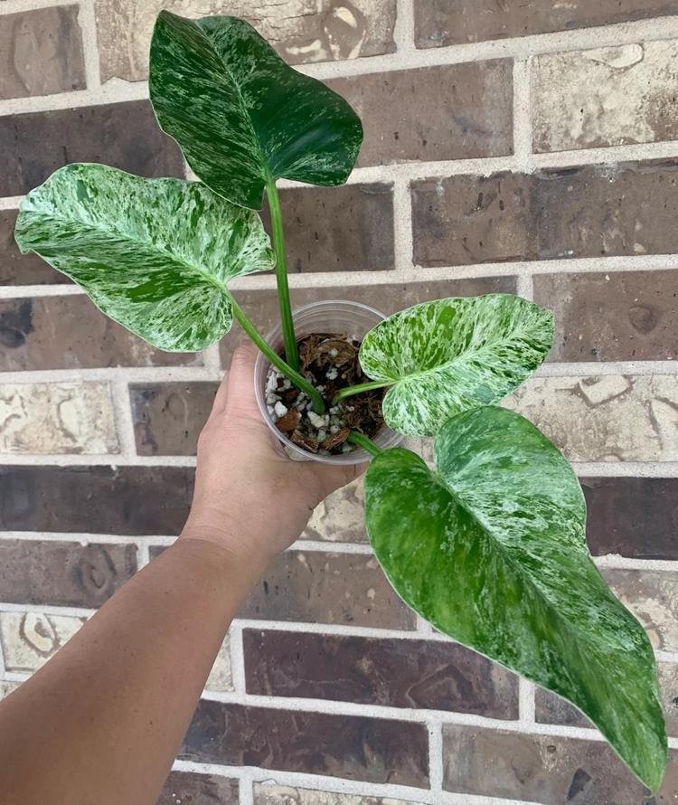 Highly Variegated Giganteum Blizzard