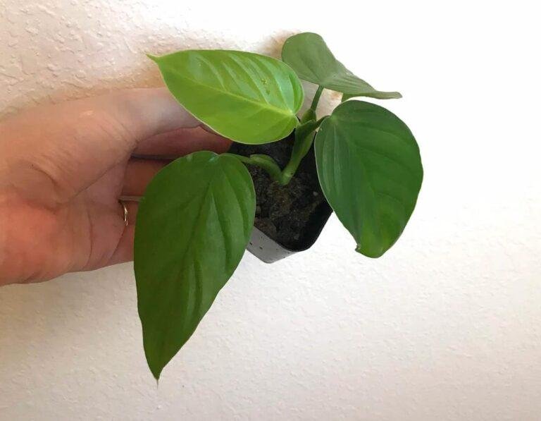 Juvenile Philodendron Melanoneuron plant for sale