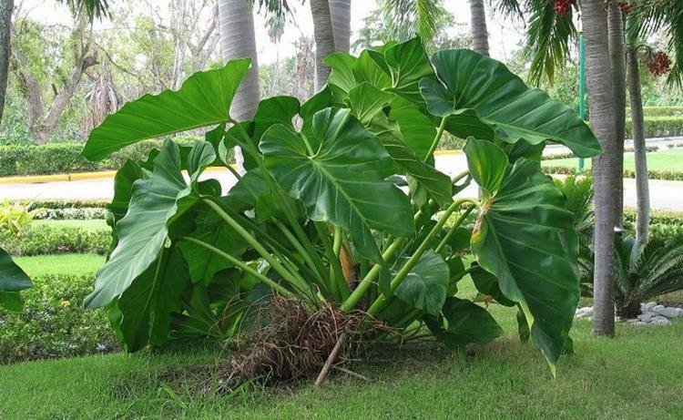 Large Philodendron giganteum
