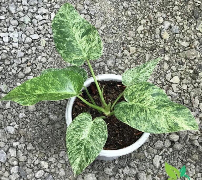 Lovely Philodendron giganteum variegated plant with light green to creamy white variegation for sale