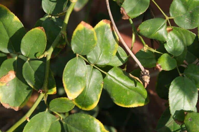 Marginal and tip chlorosis followed by necrosis are some of the symptoms of boron toxicity in plant