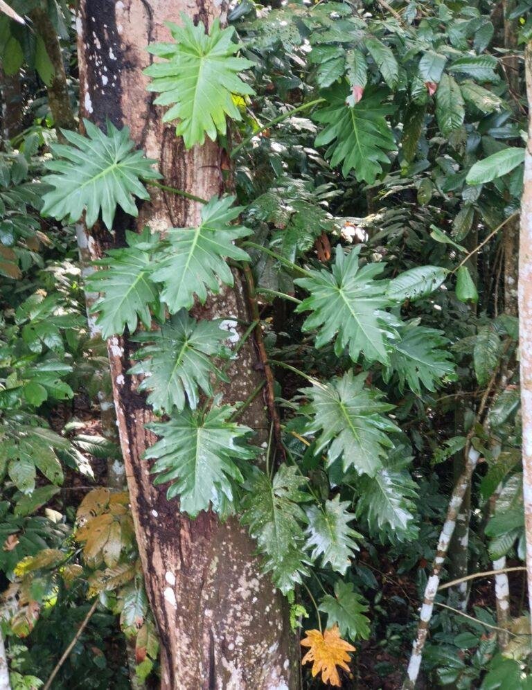 Mature Philodendron lacerum plant climbing a tree trunk