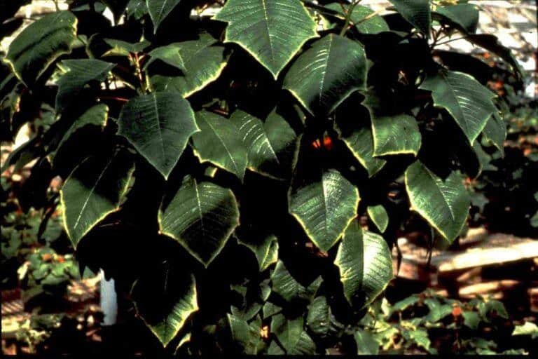 Molybdenum deficiency in Poinsettias characterized by a thin marginal yellow band or chlorosis