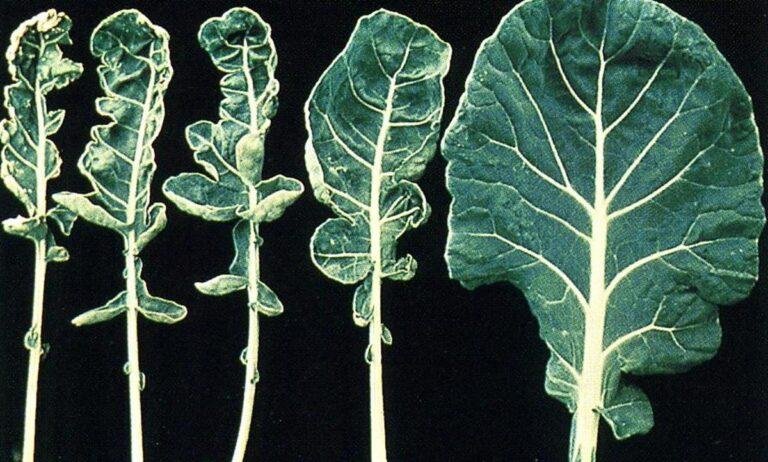 Molybdenum deficiency in plants symptoms - whiptail in vegetables