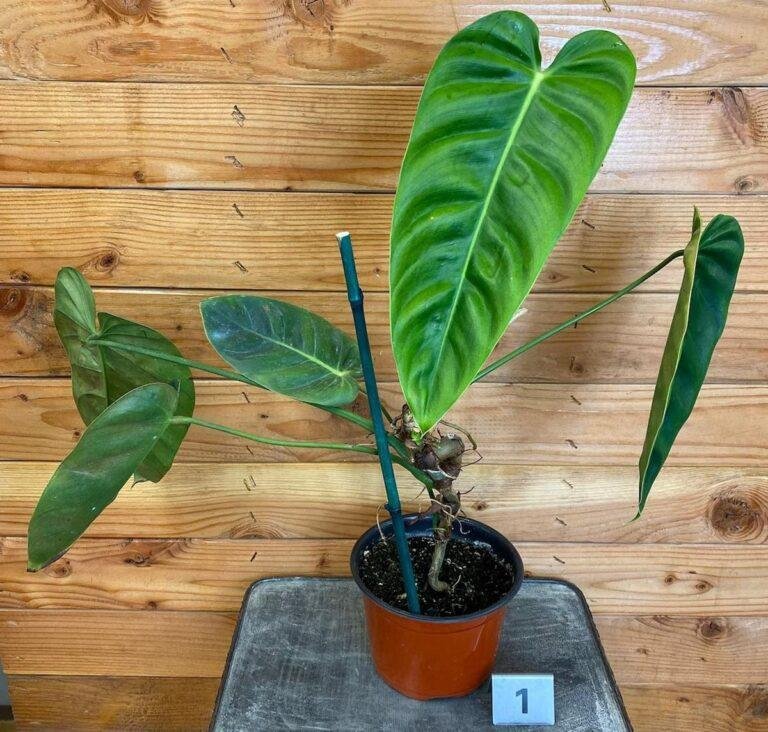 Philodendron Esmeraldense plant care, narrow form, prices