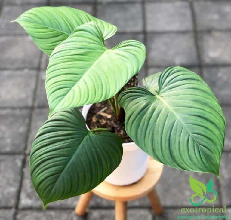 Philodendron Fuzzy Petiole plant care