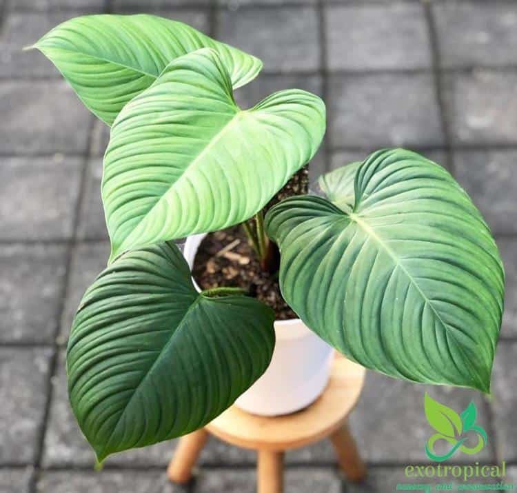 Philodendron Fuzzy Petiole plant care and for sale