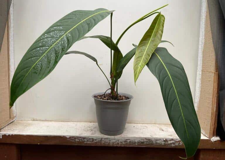 Philodendron Heterocraspedon for sale and care