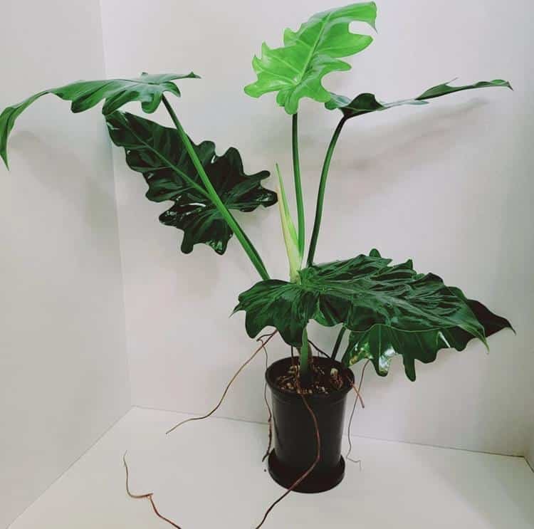 Philodendron Lacerum plant for sale - prices