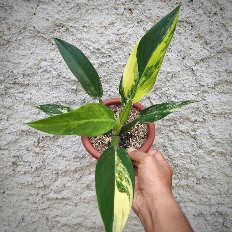 Philodendron Martianum Variegata Plant