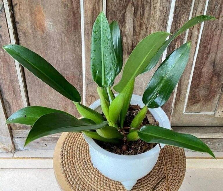 Philodendron Martianum plant care