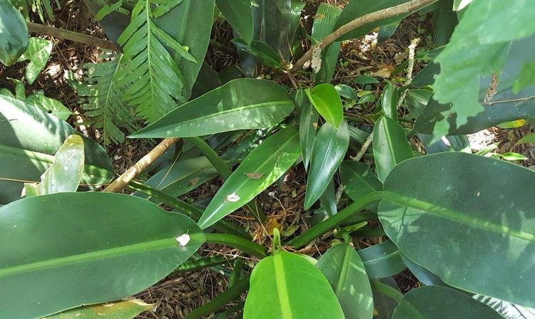 Philodendron Martianum plant leaves showing petioles