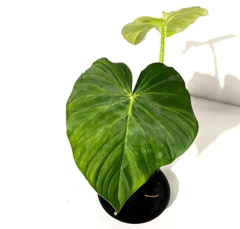 Philodendron fibrosum plant care and prices