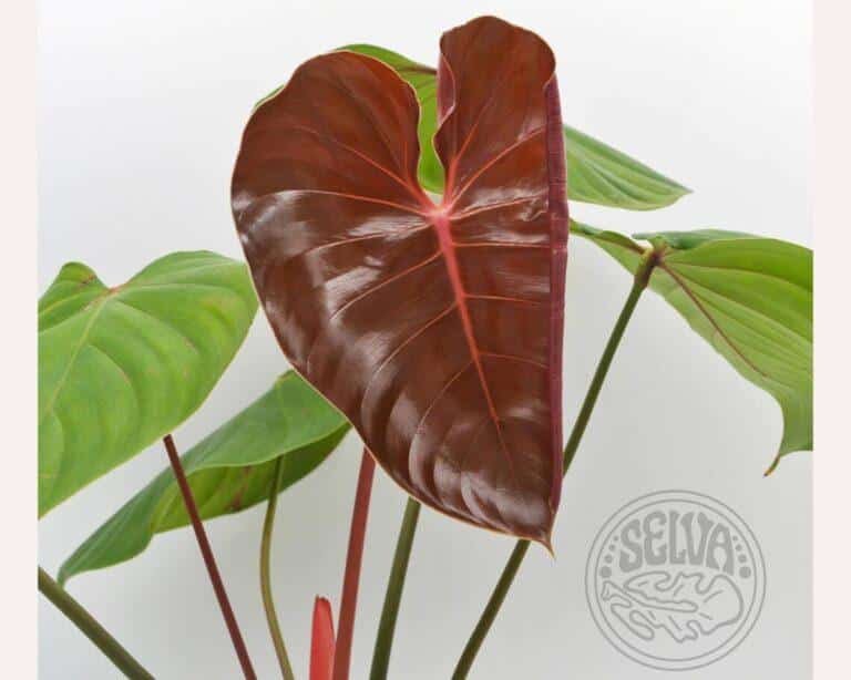 Philodendron lynamii plant care and prices