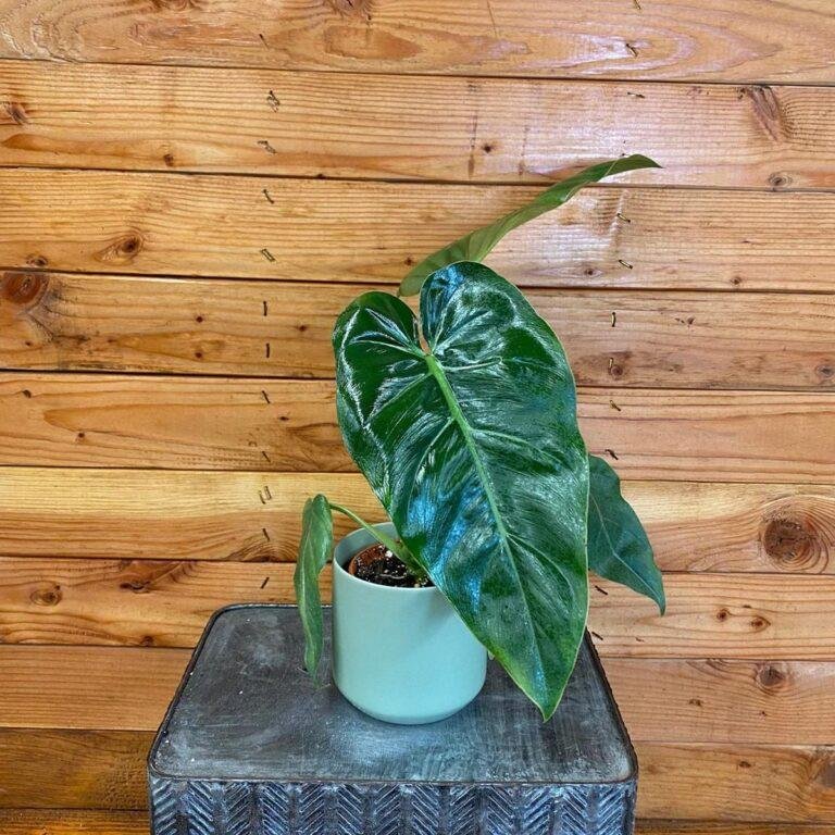 Philodendron maximum for sale