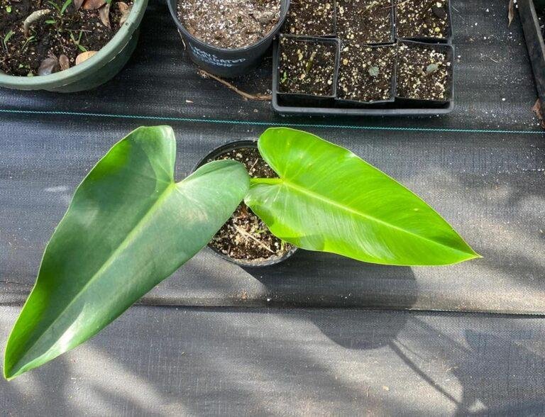 Philodendron sagittifolium plant