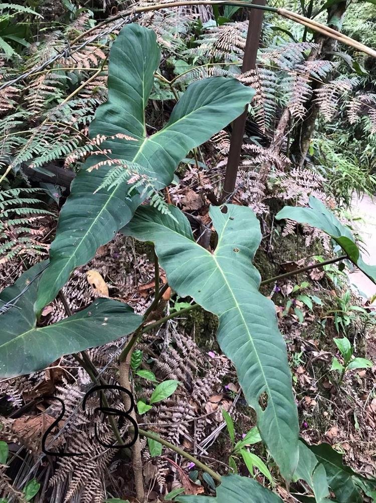 Philodendron sagittifolium with sagittate or arrowhead-shaped base and larger posterior lobes