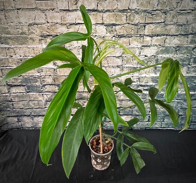Philodendron tripartitum plant with mature tri-lobed leaves