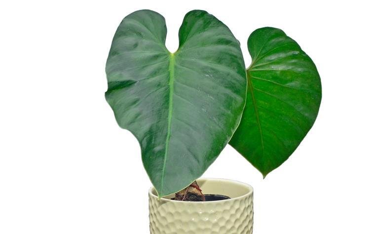 Philodendron werneri with large mature leaves - Courtesy of Ecuagenera