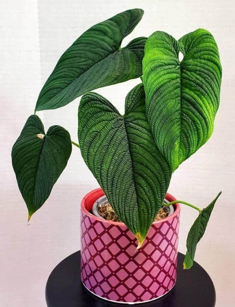 Philodendron Lynnhannoniae plant price and where to buy